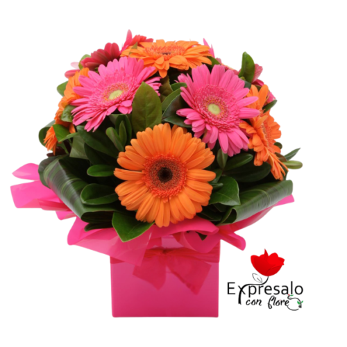 Box De Gerberas Surtidas