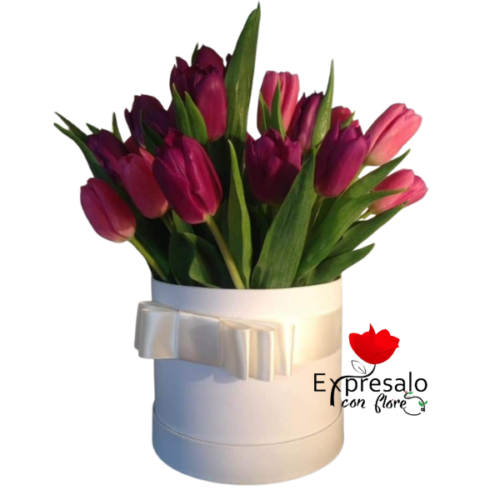 Box de 20 Tulipanes