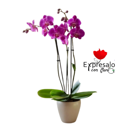Orquidea en Maceta