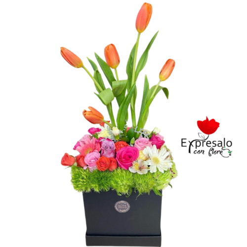 Box Primaveral con Tulipanes