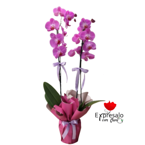 Arreglo en Orquidea
