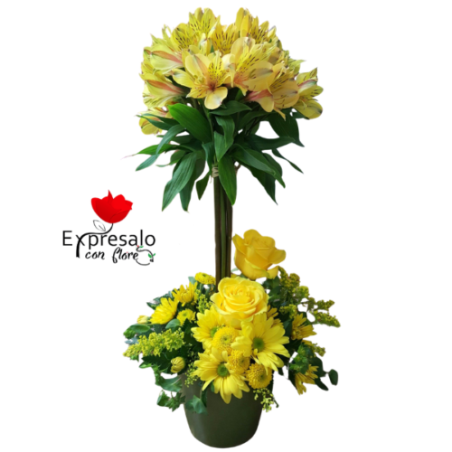 Box Encanto Amarillo