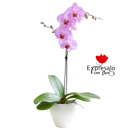 Orquídea Rosada