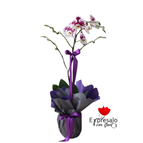 Orquídea Arreglada