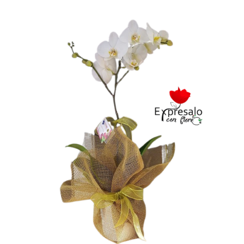 Orquídea En Arpillera