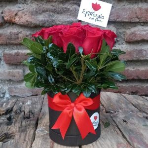 Flores, rosas rojas